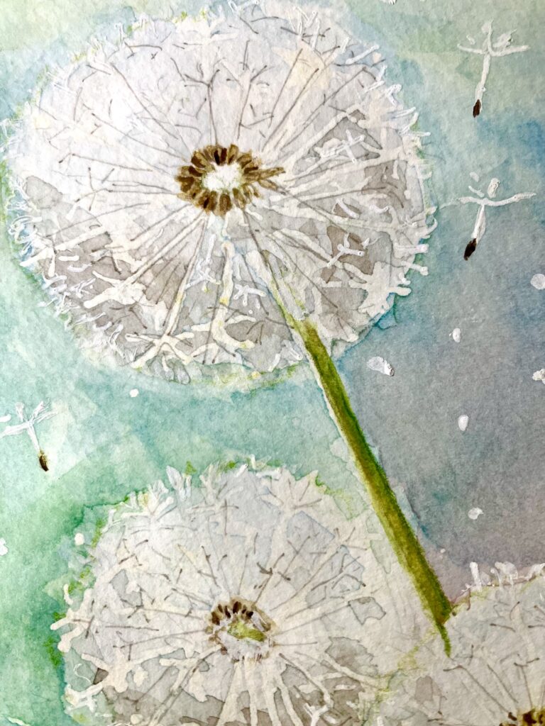Detailansicht von einem Pusteblumen Aquarell.