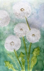Blumenstudie, Pusteblume als Beispiel für eine Schritt - für - Schritt Malanleitung.