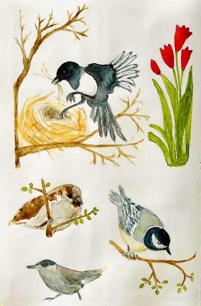 Beispiele für Vogel Aquarell-Skizzen von Micha Klann