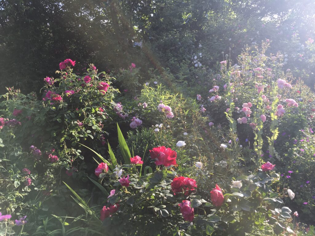 Ein Beispiel für ein Beet mit unterschiedlichen Rosensorten, Kräutern und Stauden.