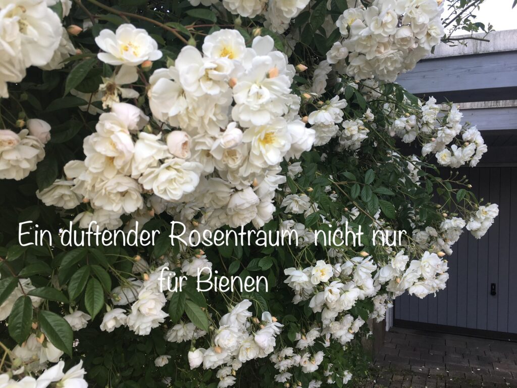 Eine Nahaufnahme von der blühenden Kletterrose Lykkefund.